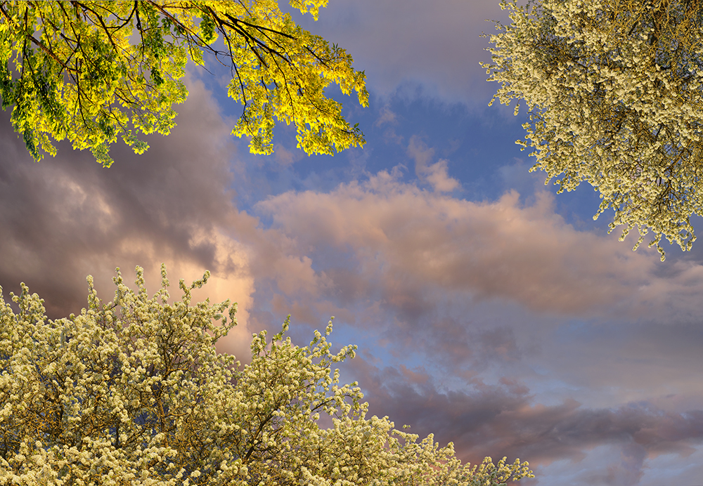 spring blossoms 04
